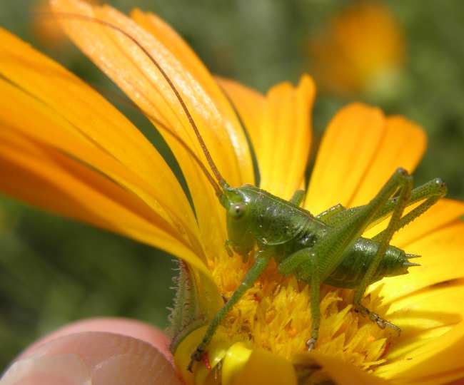 Neanide di Tettigonia sp.